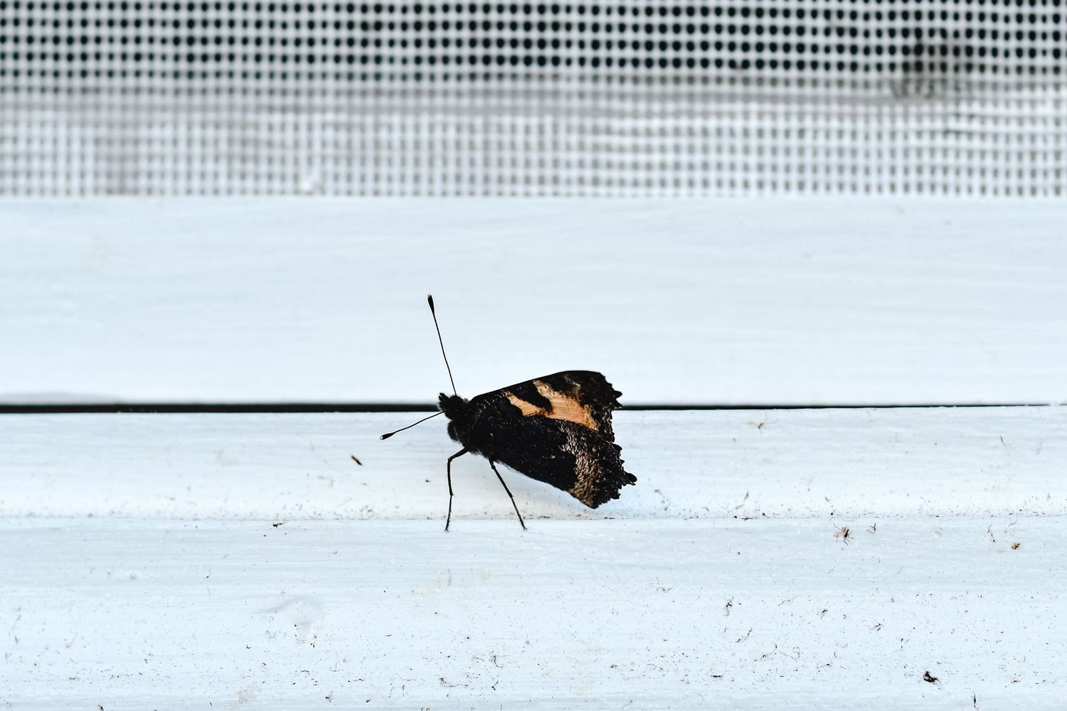 Mariposa en el alféizar, al otro lado de una mosquitera